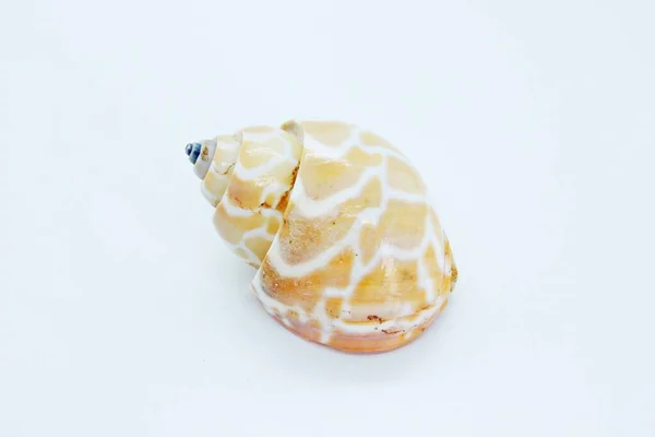 Seashell localizado em um fundo branco — Fotografia de Stock