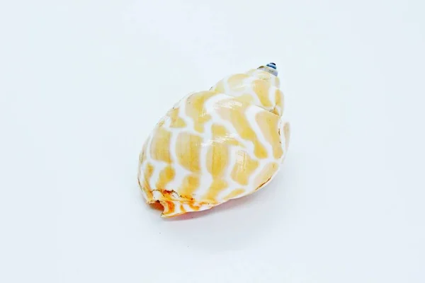 Seashell localizado em um fundo branco — Fotografia de Stock