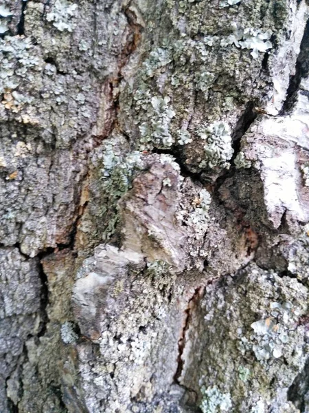 Viejo abedul corteza fondo árbol abedul —  Fotos de Stock