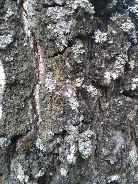 Old birch bark background tree birch tree — Stock Photo, Image