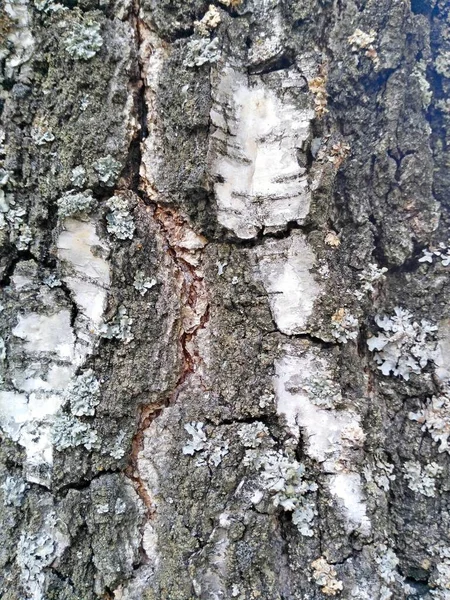 오래 된 자작나무 껍질 배경 나무 자작나무 — 스톡 사진