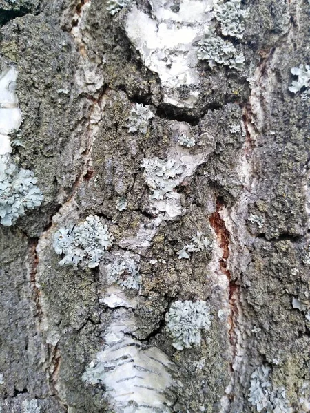 Vieil écorce de bouleau arbre de fond bouleau — Photo