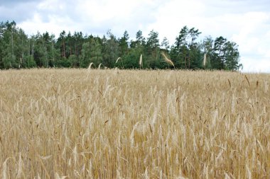 Olgun çavdar ekmeği, çavdar tarlası, buğday.
