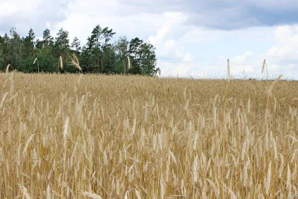 Спелые ржаные хлебные колосья из пшеницы — стоковое фото