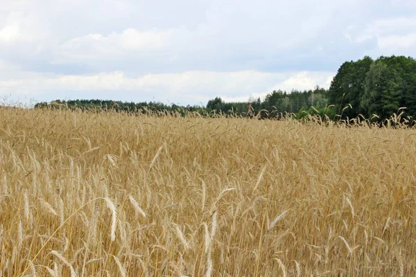 Ripe roggebrood rogge veld oren van tarwe — Stockfoto