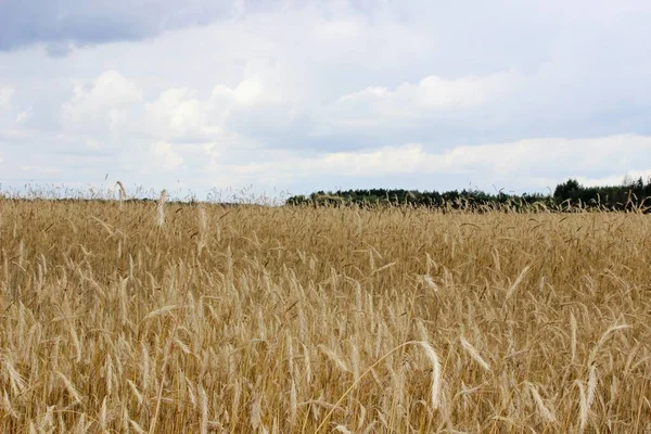 Ripe roggebrood rogge veld oren van tarwe — Stockfoto
