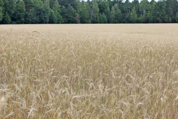 小麦の熟したライ麦パンライ麦畑の耳 — ストック写真