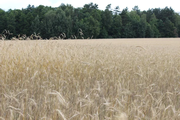 Спелые ржаные хлебные колосья из пшеницы — стоковое фото