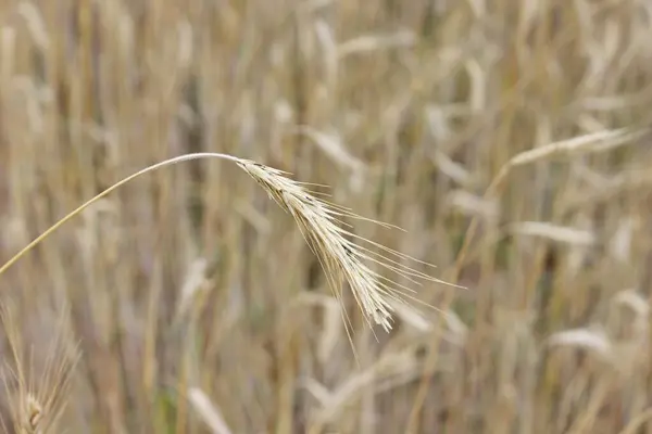 Ripe roggebrood rogge veld oren van tarwe — Stockfoto