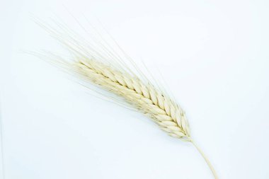 Beyaz arka planda bulunan çavdar çivisi