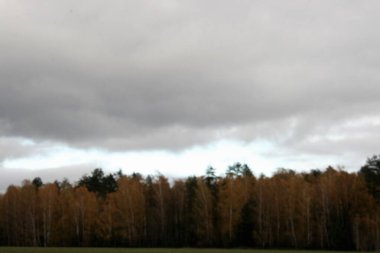 Sonbahar ormanı güzel pezazh parlak renkler altın sonbahar