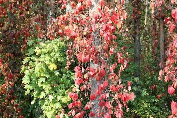 Herfst bos prachtige pezazh heldere kleuren gouden herfst — Stockfoto