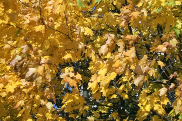 Herbst Wald schön pezazh hellen Farben goldenen Herbst — Stockfoto