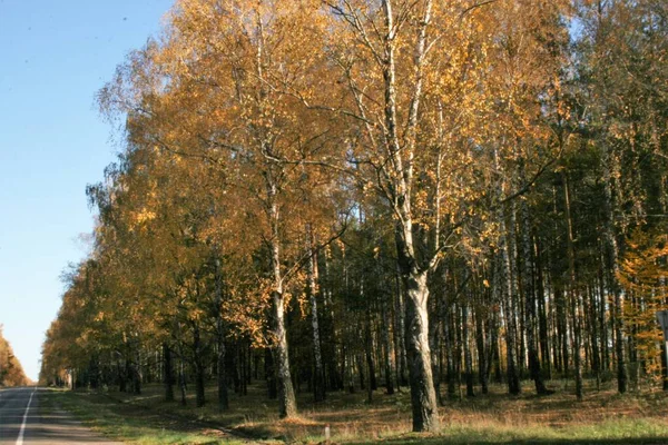 Herfst bos prachtige pezazh heldere kleuren gouden herfst — Stockfoto