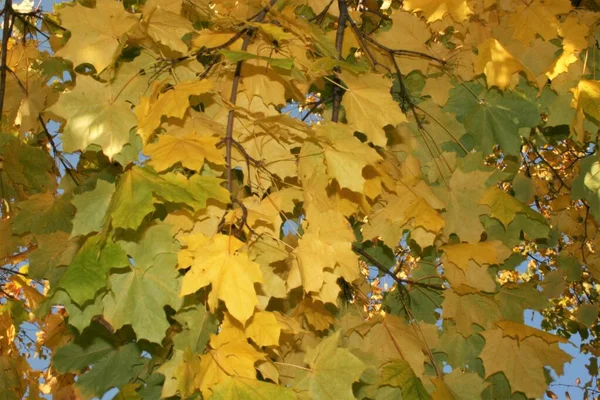 Herbst Wald schön pezazh hellen Farben goldenen Herbst — Stockfoto