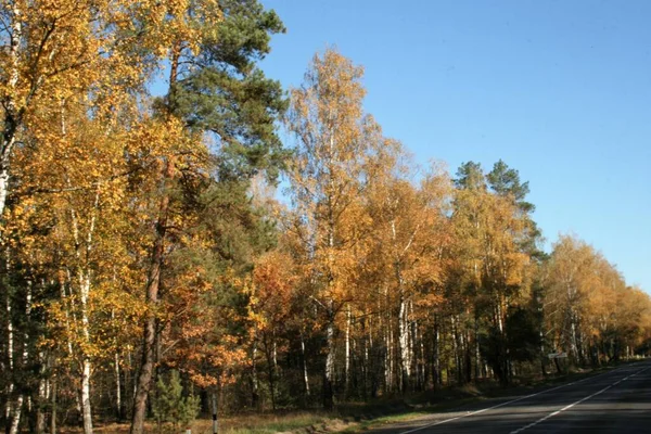 Podzimní les krásný pezazh jasné barvy zlatý podzim — Stock fotografie