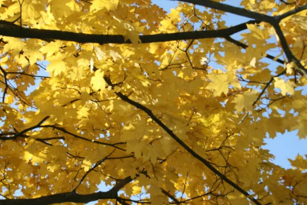 Outono floresta bela pezazh cores brilhantes outono dourado — Fotografia de Stock