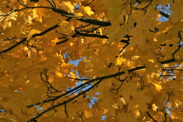 Outono floresta bela pezazh cores brilhantes outono dourado — Fotografia de Stock