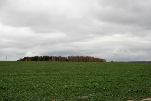 Podzimní les krásný pezazh jasné barvy zlatý podzim — Stock fotografie