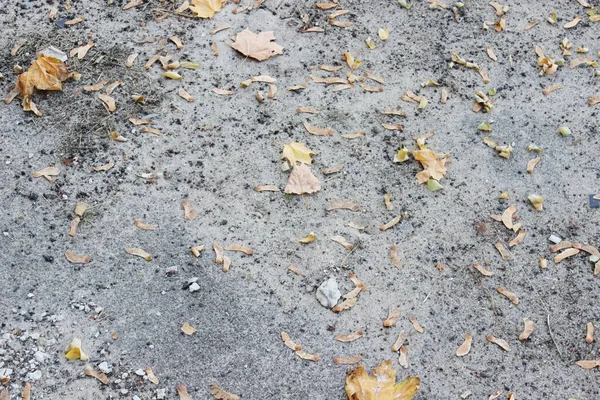 회색 흙 길, 갈색 도로 주변에 아스팔트를 심는다 — 스톡 사진
