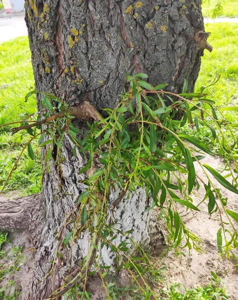 Ağaç çalıları çimenler güneşli bahar günü dalları