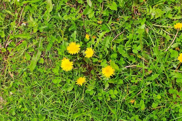 Souffleurs à fleurs Gally belle dans l'herbe verte — Photo