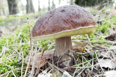 Yaz doğası beyaz mantar orman mantarı domuz otu yaprakları