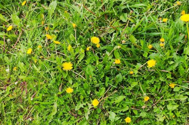 Bahar sarısı çiçekler yeşil çimenler güneşli bir gün