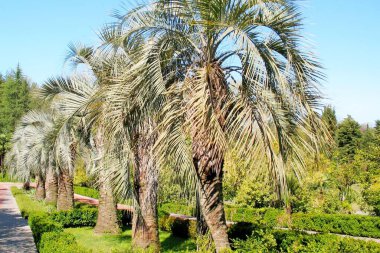 Yeşil güzel palmiye ağaçları yaz tropikleri güneşli günler