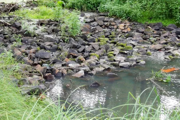 Büyük taşlar orman gölü berrak su yaz çimenleri