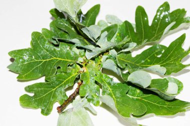 Beyaz arka planda güzel yeşil meşe yaprakları