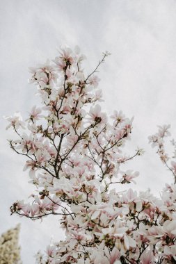 Tam Bloom kiraz ağacı toplayan