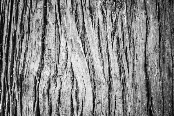 Texture Old Tree Bark — Stock Photo, Image