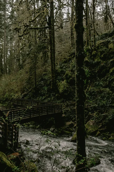 Beautiful Green Forest — Stock Photo, Image