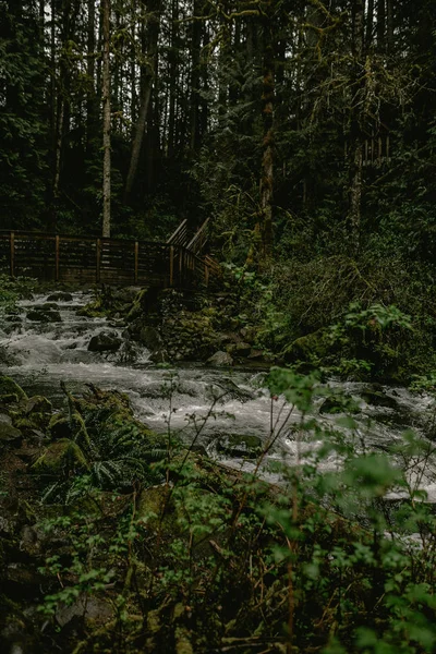 Güzel Yeşil Orman Içinde — Stok fotoğraf