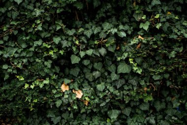 ortak Ivy duvarına. Arka plan veya doku kavramı