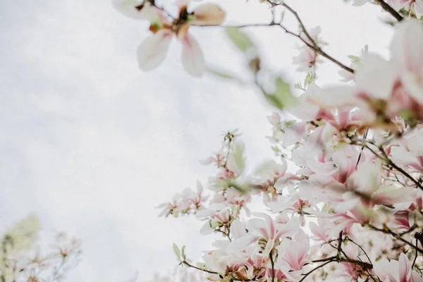 Bloom Magnolia Albero Con Fiori Bianchi Rosa Primo Piano — Foto Stock