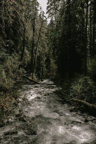 Río Montaña Que Fluye Través Del Bosque Verde — Foto de Stock