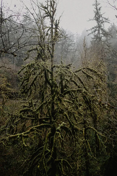 Peri Masalı Yoğun Orman Ağacında Yeşil Yosun Kaplı — Stok fotoğraf