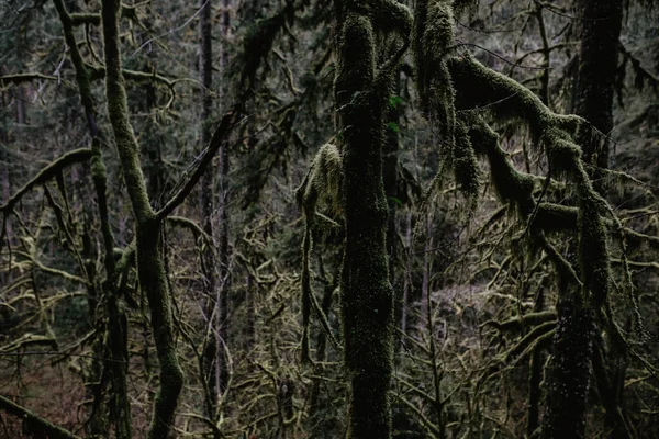 Árboles Cubiertos Musgo Verde Bosque Denso Cuento Hadas —  Fotos de Stock