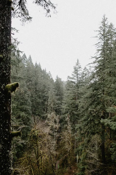 Foresta Verde Densa Alberi Con Muschio Nella Foschia Magica Sullo — Foto Stock