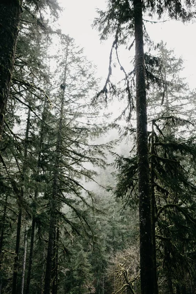 Yeşil Yoğun Orman Ağaç Arka Planda Sihirli Haze Yosun Ile — Stok fotoğraf