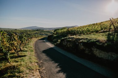 Muhteşem bağ peyzaj açık gökyüzü altında aracılığıyla kıvrımlı yol