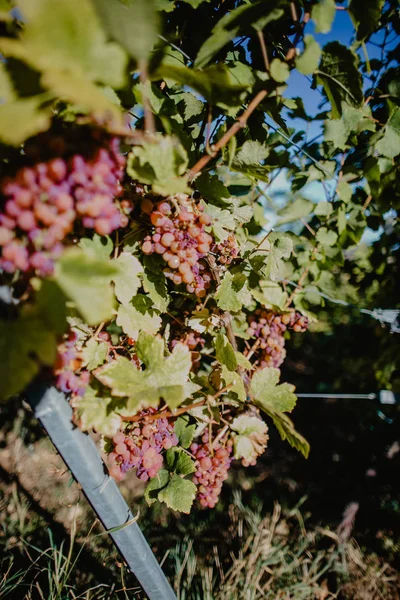 Grape Harvest Vineyard Sunset — Stock Photo, Image