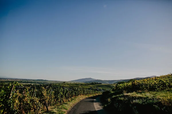 在晴朗的天空下穿过美丽的葡萄园景观的弯弯路 — 图库照片