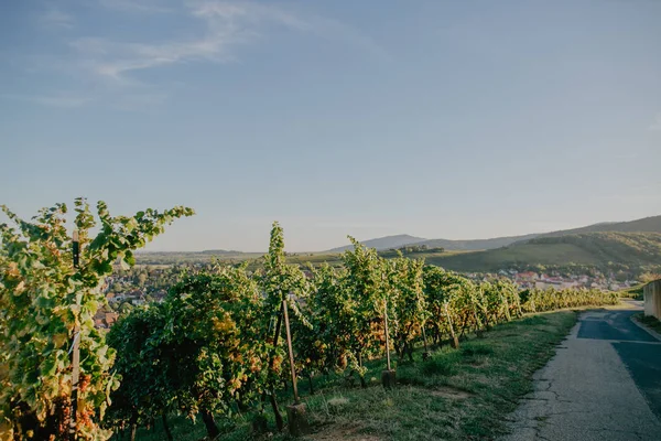 Zakřivené Cesty Krajinou Nádherné Vinice Pod Jasnou Oblohou — Stock fotografie