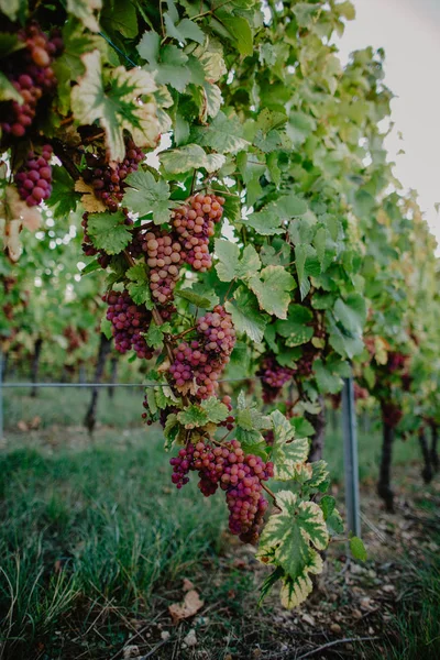 Récolte Raisin Dans Vignoble Coucher Soleil — Photo