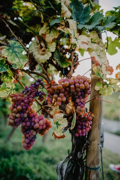 Vendemmia Vigna Tramonto — Foto Stock