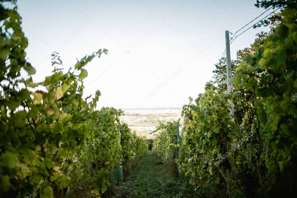 Rows of green vineyards and city on the background