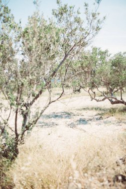 arka plan güzel adada peyzaj